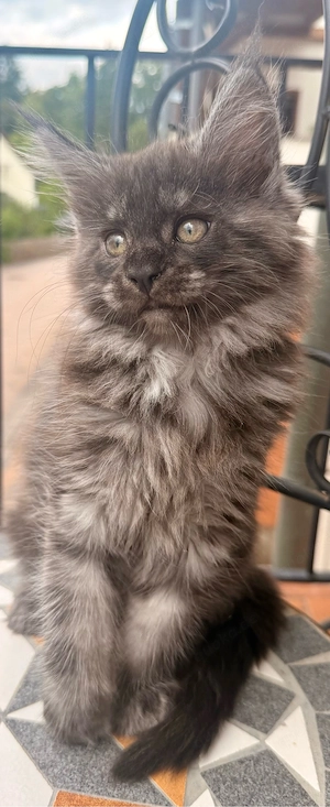 XXL Main Coon Kätzchen mit Stammbäumen Bild 2