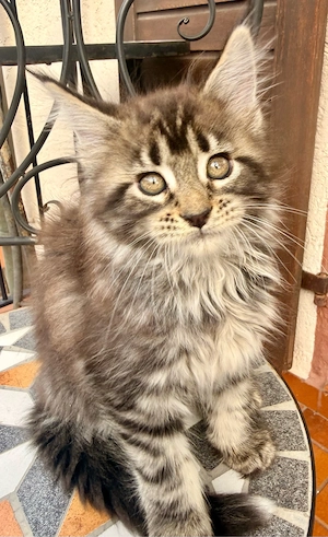XXL Main Coon Kätzchen mit Stammbäumen Bild 4