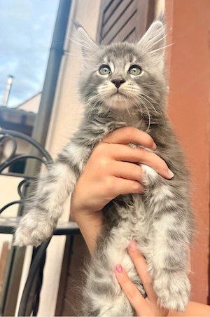 XXL Main Coon Kätzchen mit Stammbäumen Bild 8