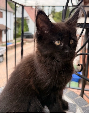 XXL Main Coon Kätzchen mit Stammbäumen Bild 5