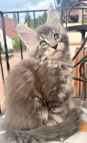XXL Main Coon Kätzchen mit Stammbäumen Bild 6
