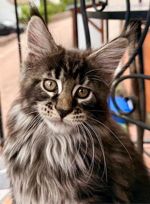 XXL Main Coon Kätzchen mit Stammbäumen Bild 9