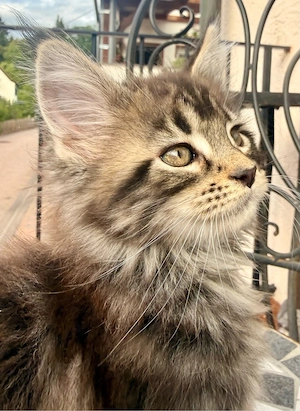 XXL Main Coon Kätzchen mit Stammbäumen Bild 7