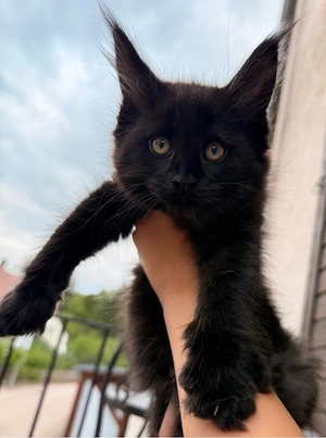 XXL Main Coon Kätzchen mit Stammbäumen Bild 3