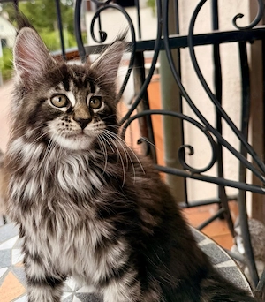 XXL Main Coon Kätzchen mit Stammbäumen Bild 10