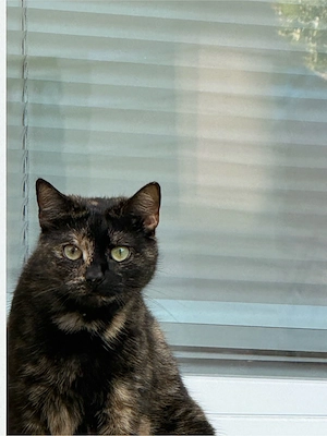 Liebevolle Freigänger-Katze sucht ein neues Zuhause   
