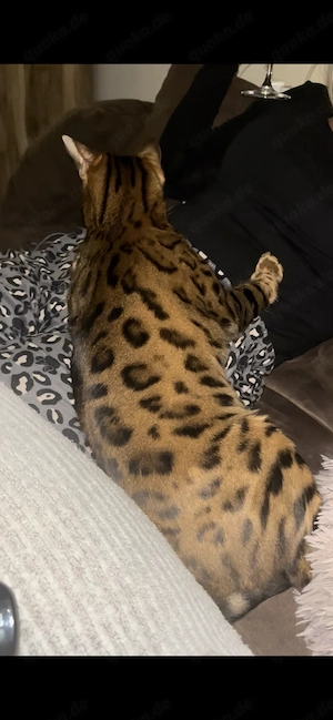 Bengalkatze mit Stammbaum