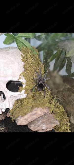 Grammostola Pulchra unbestimmt mit Terrarium 