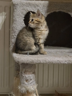 wunderschöne BKH Kitten Bild 2