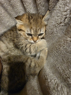 wunderschöne BKH Kitten Bild 4