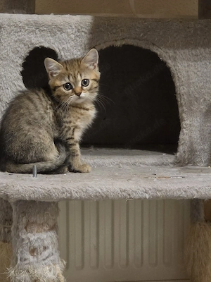 wunderschöne BKH Kitten