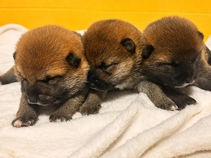 3 Shiba Inu Welpen aus liebevoller Familienaufzucht   Abgabe ab 12 Wochen