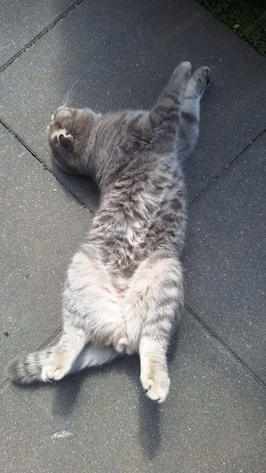Kater abzugeben  Bild 2