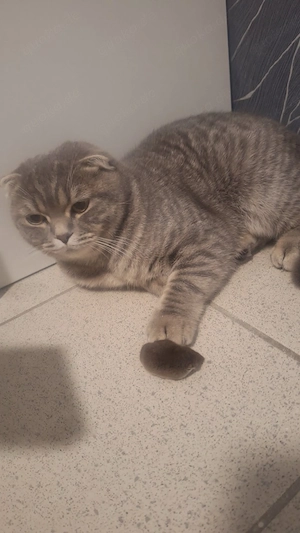 Kater abzugeben  Bild 4
