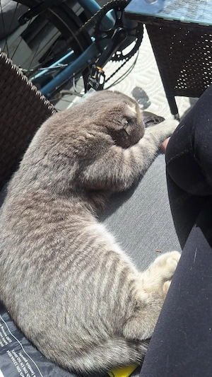 Kater abzugeben  Bild 3