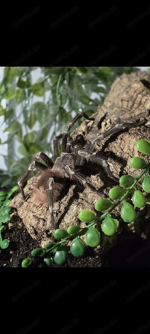 Vitalius Chromatus Männchen Adult mit Terra