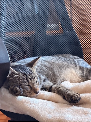 Balu sucht ein neues liebevolles Zuhause    Bild 2
