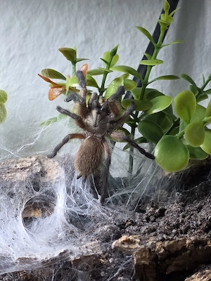 Monocentropus Balfouri 6 er Gruppe mit Terrarium (Blaue-Jemen-Vogelspinne)