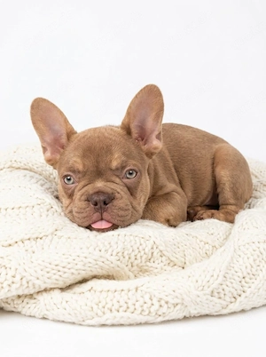  Bullys suchen neue Familie 