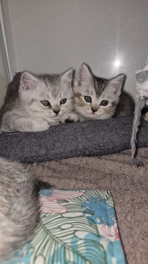  BKH Babys Silver Shaded  ab 28.09. abgabebereit
