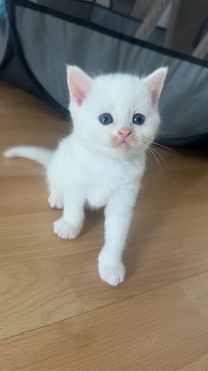 Süße BKH BLH-Mix Kitten zur Reservierung (Geboren am 29.07.2026)