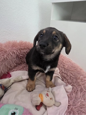 Dackel pincher mix