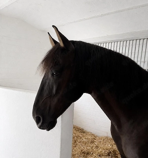 Apolo XVII La Yedra - PRE Pura Raza Espanola, Wallach, 9 Jahre, Rappe