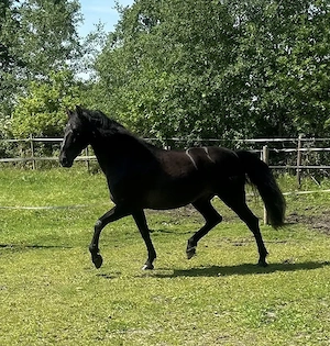 Apolo XVII La Yedra - PRE Pura Raza Espanola, Wallach, 9 Jahre, Rappe Bild 9