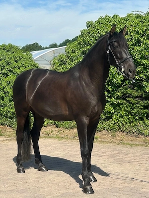 Apolo XVII La Yedra - PRE Pura Raza Espanola, Wallach, 9 Jahre, Rappe Bild 6