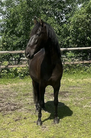 Apolo XVII La Yedra - PRE Pura Raza Espanola, Wallach, 9 Jahre, Rappe Bild 8