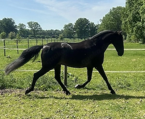 Apolo XVII La Yedra - PRE Pura Raza Espanola, Wallach, 9 Jahre, Rappe Bild 7