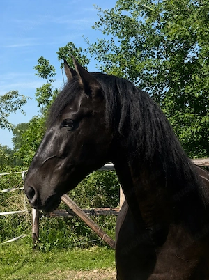 Apolo XVII La Yedra - PRE Pura Raza Espanola, Wallach, 9 Jahre, Rappe Bild 5
