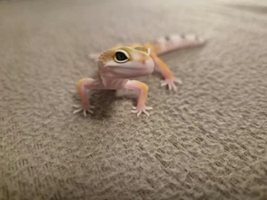 Leopardgecko Männliche 