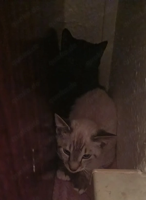 Kitten sehr süss
