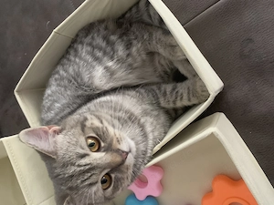Bkh Ekh mix  Kater sucht noch ein liebevolles Zuhause 