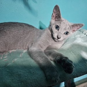 Russisch Blau Kitten mit Stammbaum 