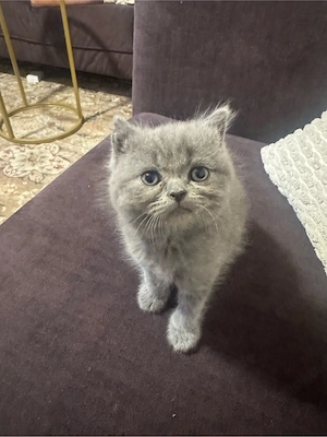 Britisch Kurzhaar Katze, 2 Monate al