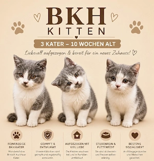 BKH Kitten