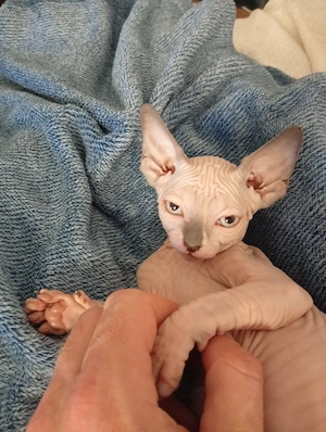 Spinx Katzen baby 6 Monate