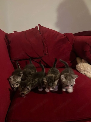 katzen zu verkaufen 