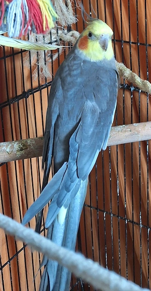 Nymphensittich Pärchen 
