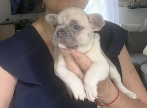 Wunderschöner Französische Bulldoggenwelpe