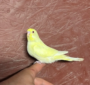 Wunderschöner Wellensittich Jungvogel in Leuchtendem Lutino-Gelb