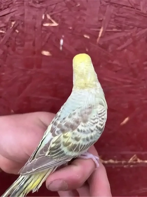 Wunderschöner Wellensittich Jungvogel in seltenem Pastell-Farbschlag