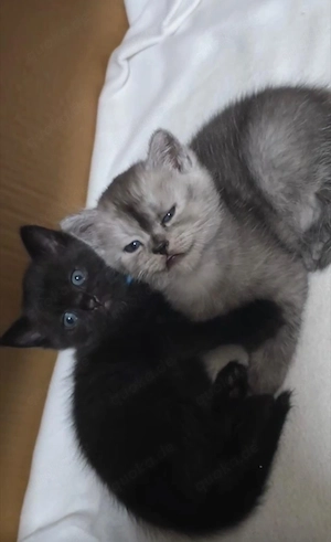 Süße Katzenbabys suchen ein Zuhause     