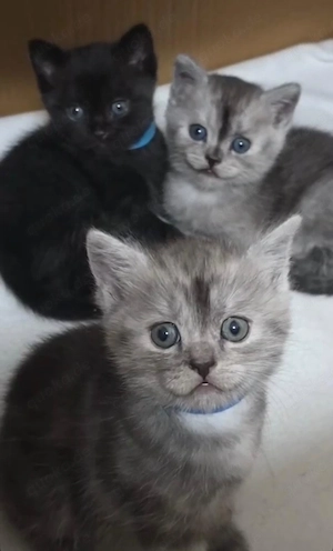 Süße Katzenbabys suchen ein Zuhause     