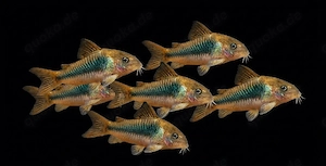 Metallpanzerwels Osteogaster aeneus