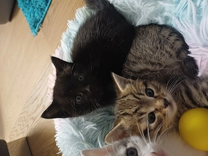Wunderschöne BKH Mischlingskitten suchen ab Mitte Oktober ein neues Zuhause  Bild 8