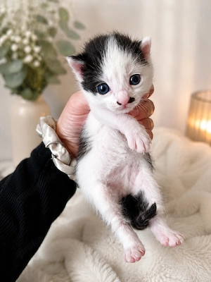 Kittenbaby