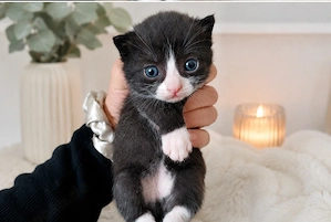 Kittenbaby Bild 2